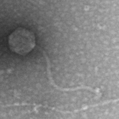 Bacteriophages for the Dairy Industry