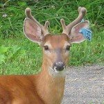 Threats to Biodiversity and Ecosystem Services in the Finger Lakes