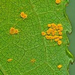 Sustainable Disease Management for Emerging Bioenergy Crops