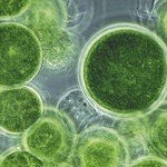 Improving Energy Cost and Scalability of Algal Biofuels