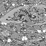 Probing the Micromechanics of Shale under Varying Fluid Compositions