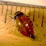 Developing Species-Specific and Environmentally Friendly Insect Control