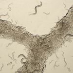 Small Molecules to Vanquish Parasitic Worms