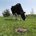 Biodegradation of Cattle Manure Using Fly Larvae