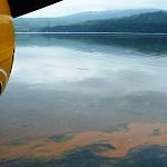 What Causes Brown Tides?