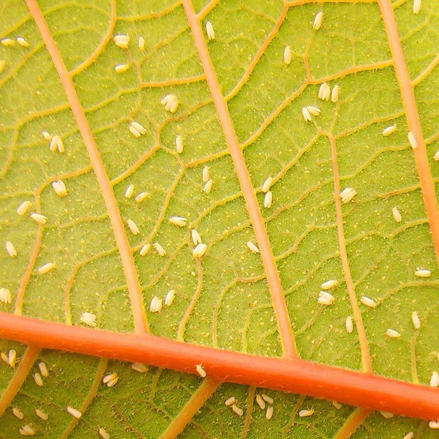 Controlling the Whitefly Scourge for Staple Crops