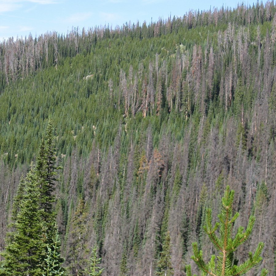 After the Conifers Die