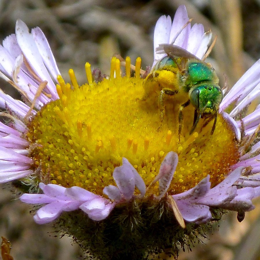 Solar Power's Shadow Costs