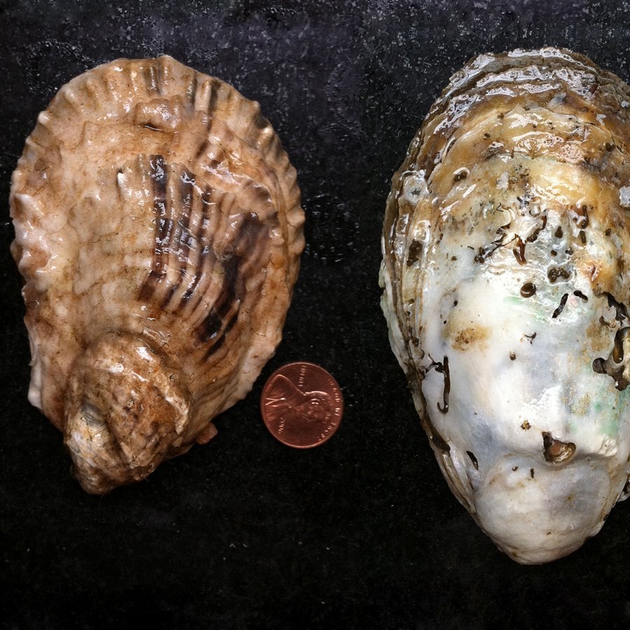 Reviving Oysters