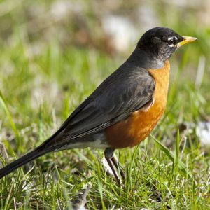Ecological Calendars for Climate Change