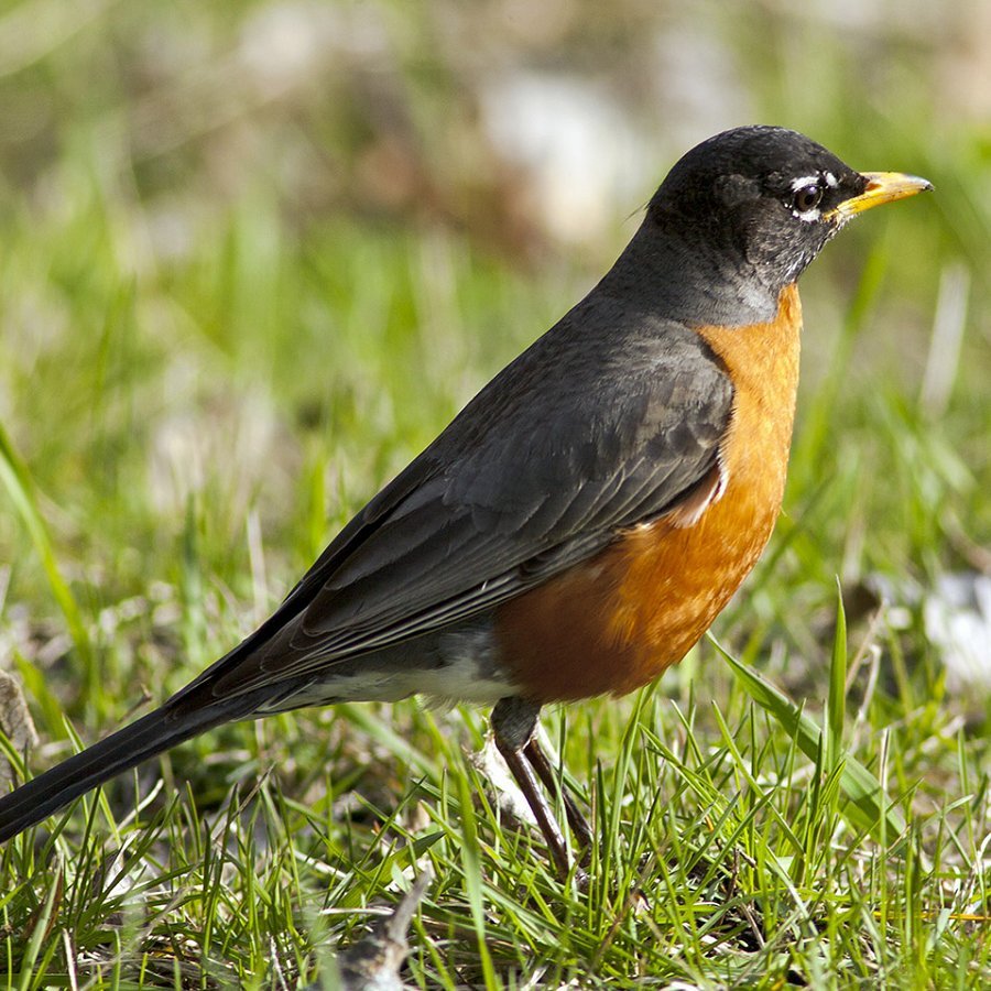 Ecological Calendars for Climate Change