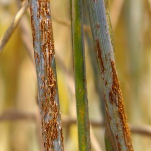 Crop Disease and Climate Change