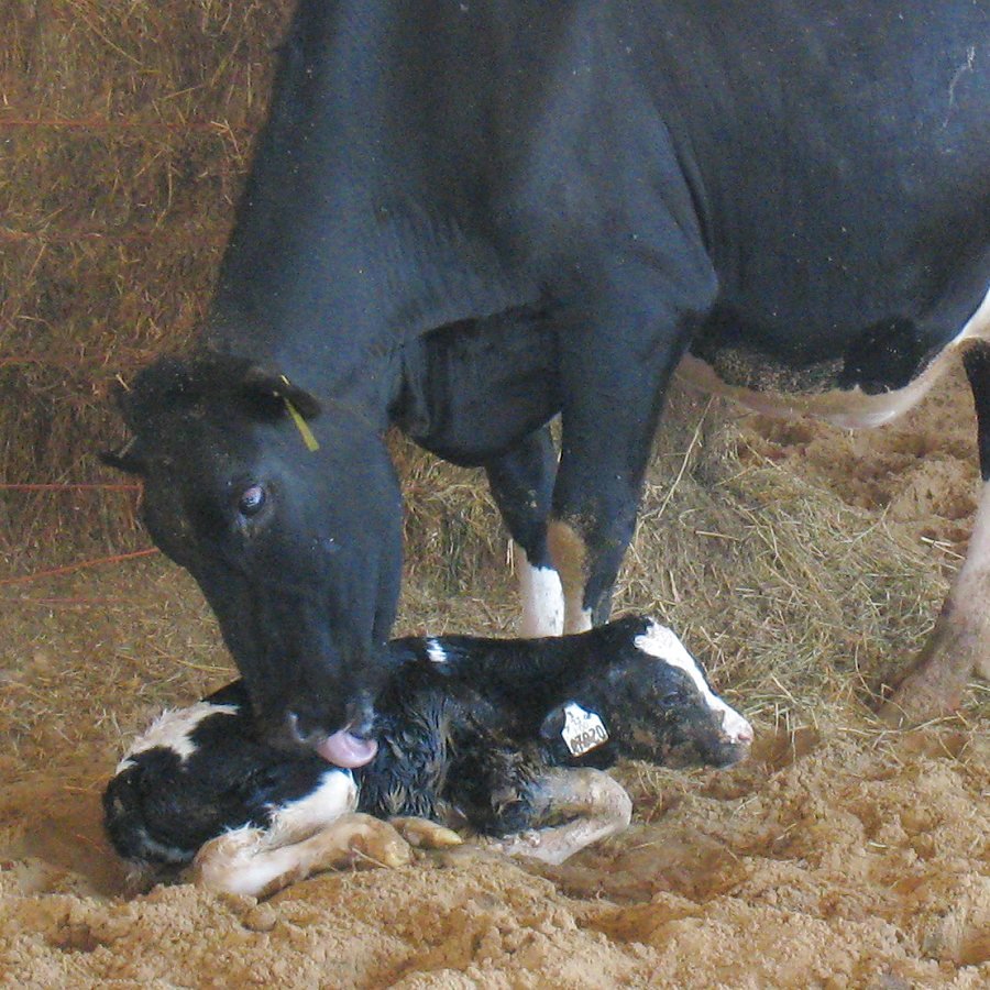 Fighting Bacteria with Better Dairy Practices