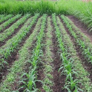 Boosting Maize Yields Sustainably