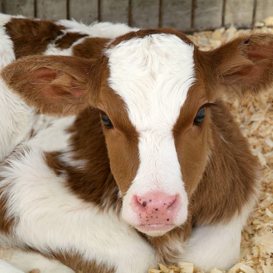 Analyzing Antibiotic Use in Animal Agriculture