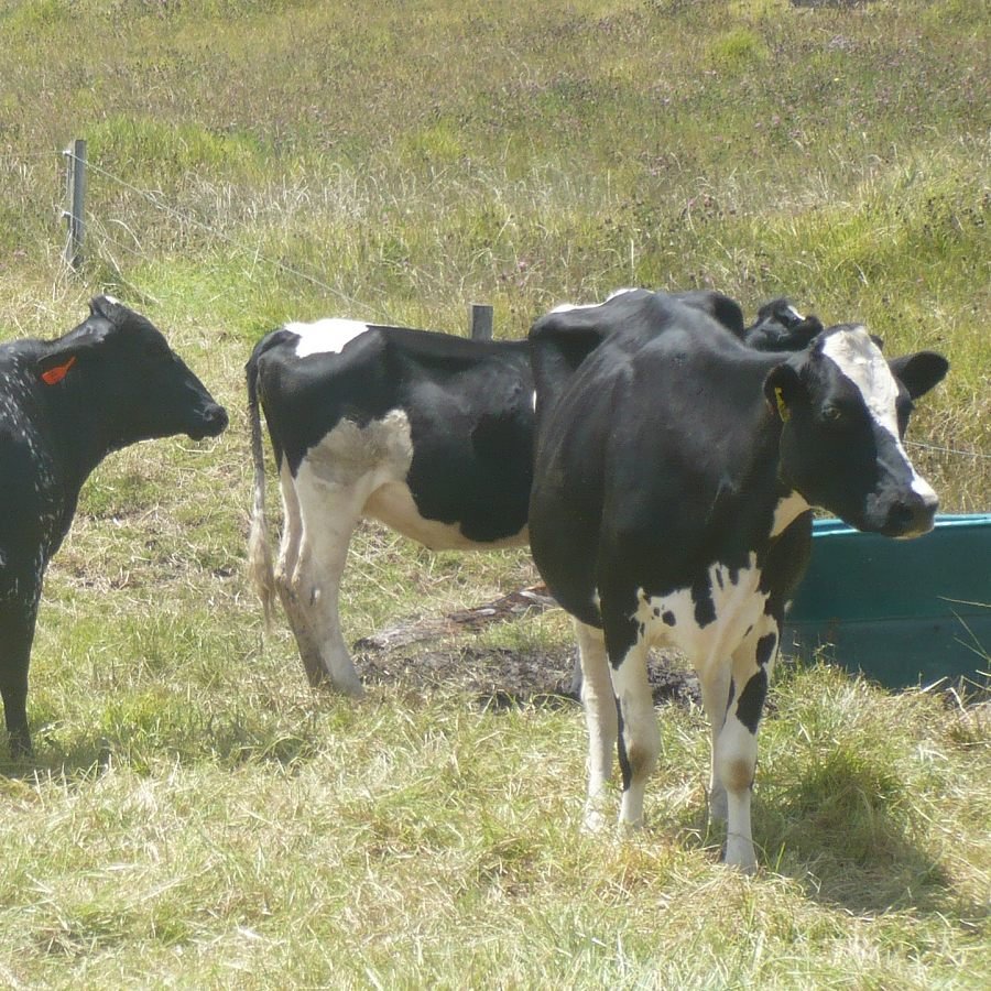 Sustainable Yield for Colombian Cows