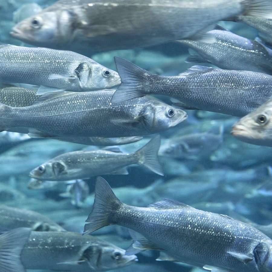 No Fish Tale: Feed of the Future