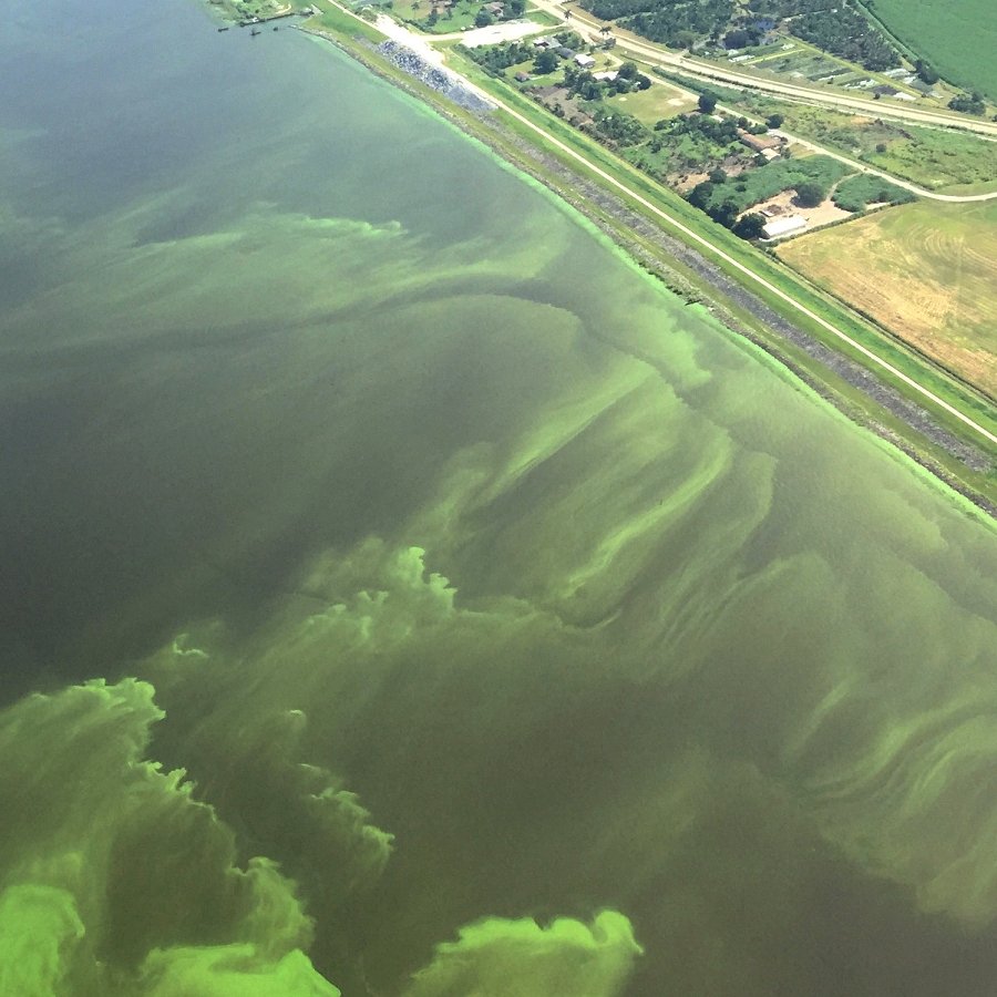 The Role of Nitrogen in Toxic Blooms in the Finger Lakes