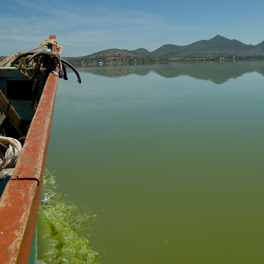 Spoiling Fish as Food Harmful Algal Blooms in Lake Victoria Cornell