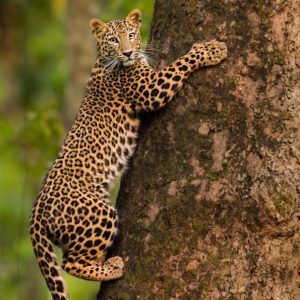 Living with Leopards: Exploring Effects of Human-Leopard Interaction on Food Security and Public Health