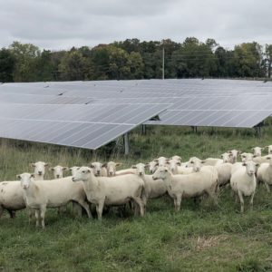 Grazing Sheep on Solar Array Sites to Boost Pollinator Habitat and Sequester Soil Carbon
