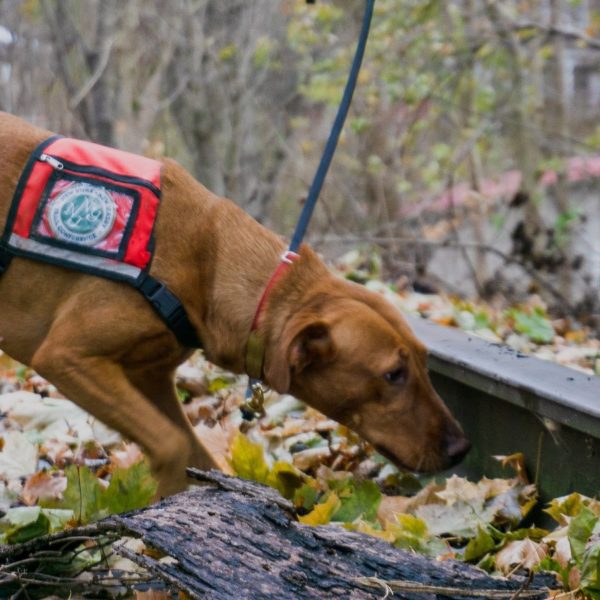 Training Dogs to Sniff Out New Pests Cornell Atkinson Center for Sustainability