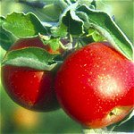 Sustainability of Food Systems