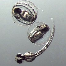 Toxicological Assessment of Hydraulic Fracturing Wastewater Treatment