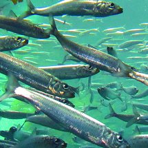 Sardine Harvest Control for the Philippines