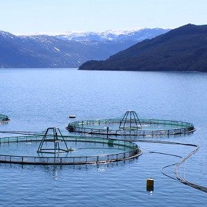 Tracing Aquaculture Feed Sources to Guide Mitigation of Biodiversity and Pollution Impacts