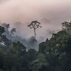Institutional Investments in Tropical Forest Conservation and Restoration