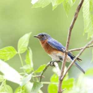 Nature and Well-Being: The Role of Birding and Nature Engagement During COVID-19