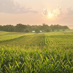 Investigating the Financial Impact of Extreme Weather on Midwestern Farmers over Time and by Farming System
