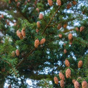 Eastern hemlock