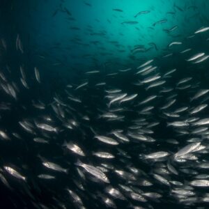 aquaculture