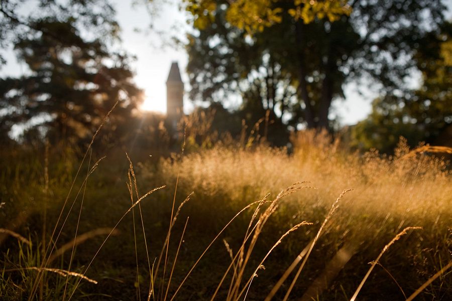 Fall grasses on Libe Slope with a view of McGraw Hall.