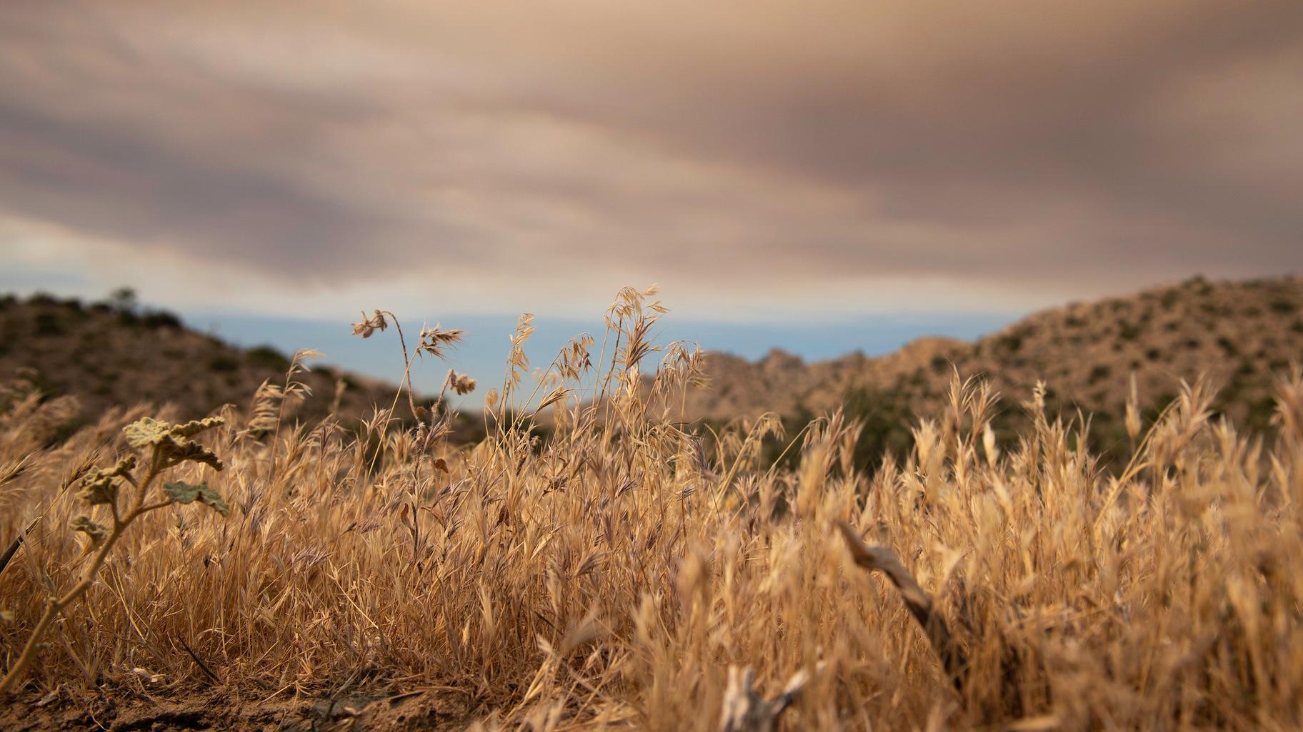 invasive cheatgrass