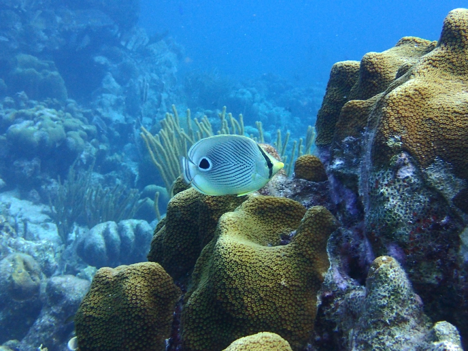 foureye butterflyfish