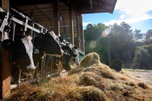 Cows eating enhanced feed