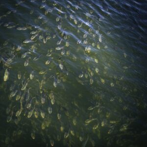 Herring in a river