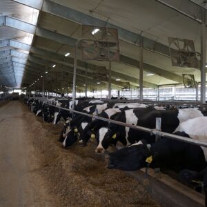 Cows in a barn
