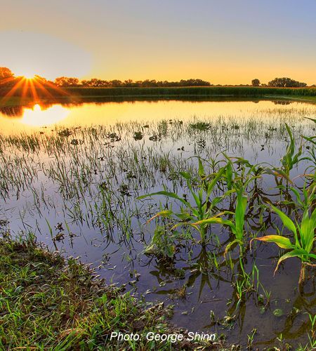 Flooded NYS Cornfield - with credit centered