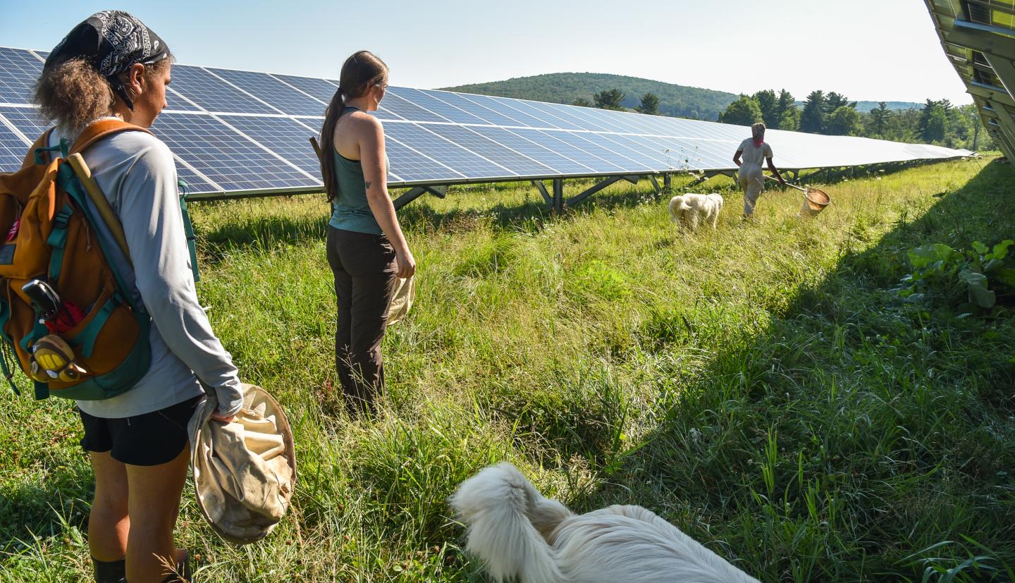 Solar Grazing Project Interns conduct insect sweeps. Photo by Daniella Garcia-Loos Ameida 2025