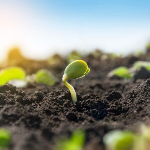 Plant sprouting from healthy soil