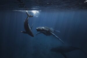 Humpback whale and calf swimming below the ocean surface | iStock