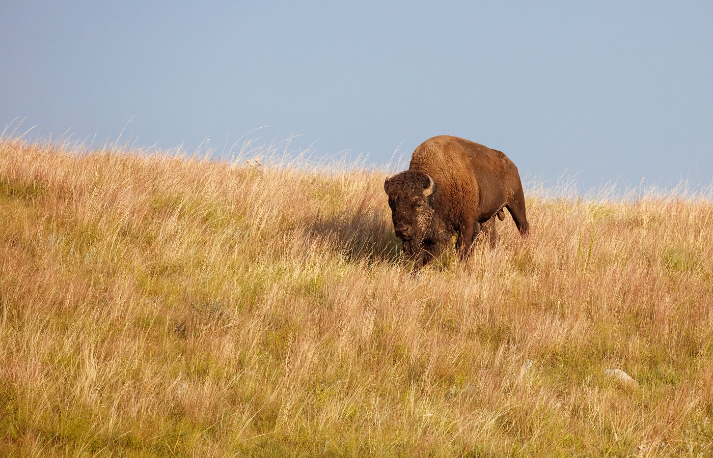 American Bison on the Great Plains grasslands