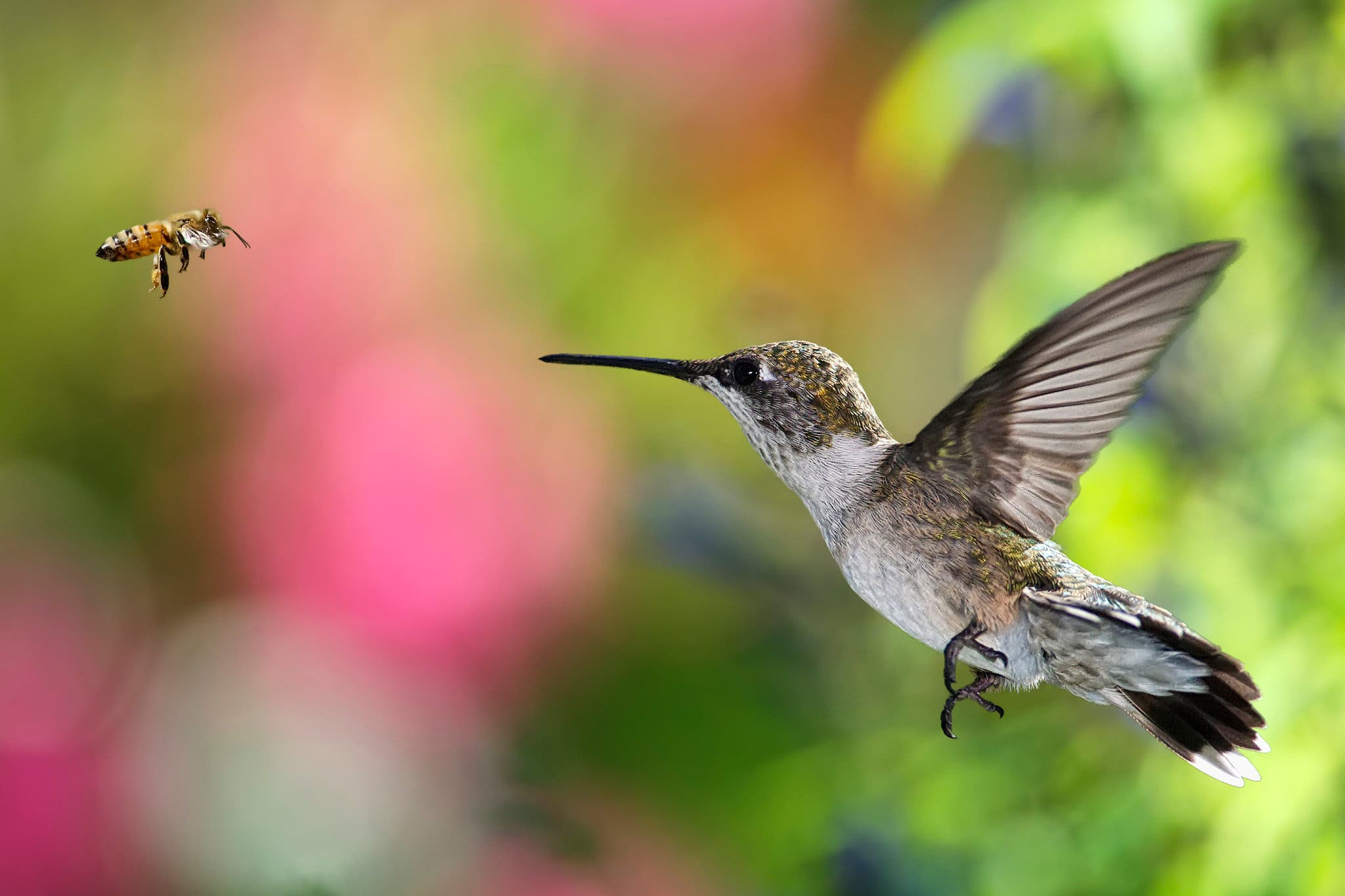 NY Bill Against Pesticides Explains Importance of Birds and the Bees ...