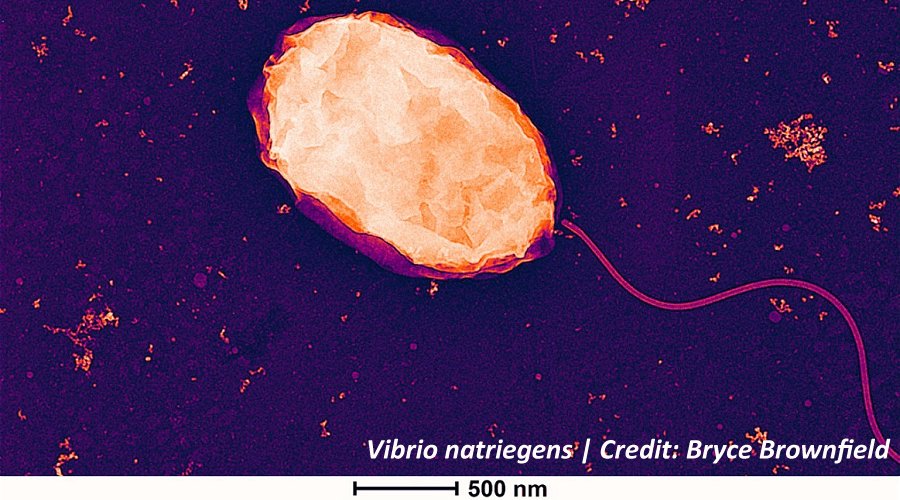 Researchers have genetically engineered the bacterium Vibrio natriegens to help process rare-earth elements.