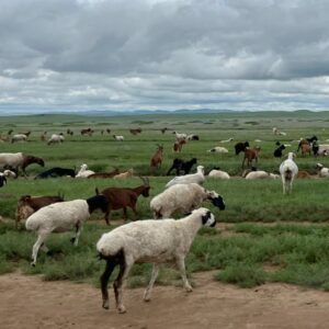 Mixed flock of livestock in Mongolia