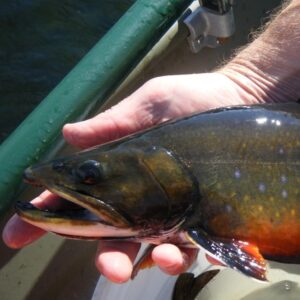 Brook trout in the Adirondacks
